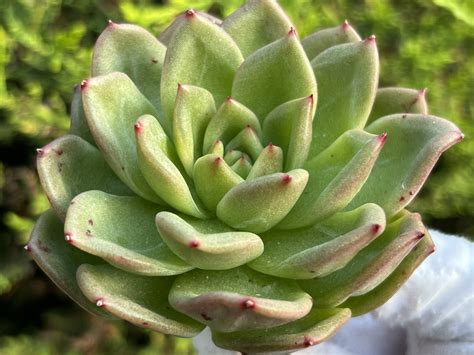 Echeveria 'Chanel' 